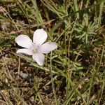 Linum tenuifolium Flower