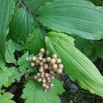 Maianthemum racemosum Frucht