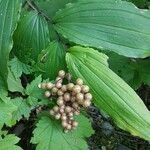 Maianthemum racemosum Vrucht