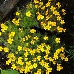 Tagetes tenuifolia অভ্যাস