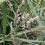 Persicaria decipiens Цвят