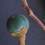 Persea caerulea Gyümölcs