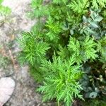 Artemisia annua برگ