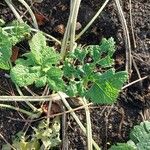 Crambe cordifolia 葉