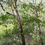 Delarbrea collina Azala