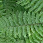 Cyathea arborea Otro