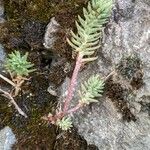 Petrosedum ochroleucum Foglia