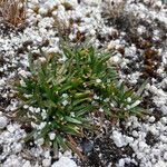 Calandrinia acaulis Агульны выгляд