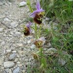 Ophrys × minuticauda ᱛᱟᱦᱮᱸ