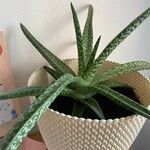 Aloe variegata Φύλλο