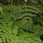 Culcita macrocarpa 形態