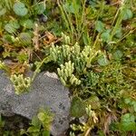 Diphasiastrum alpinum Libunga