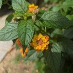 Lantana camaraFloro