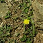 Taraxacum parvulum Habit