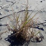 Phragmites karka Habitus