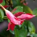 Mandevilla sanderi 花