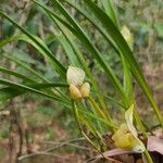 Maxillaria egertoniana Кветка