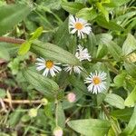 Erigeron speciosus পাতা