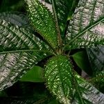 Eranthemum pulchellum Leaf