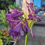 Agapanthus inapertus Цвят