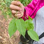 Paederia foetida Blatt