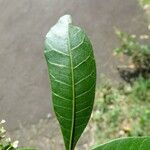 Schinus terebinthifolius List