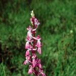 Anacamptis palustris Flor