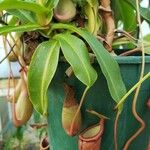 Nepenthes alata Листок