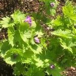 Glaucidium palmatum Blatt