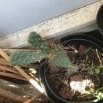 Opuntia polyacantha 葉