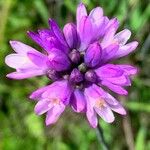 Dipterostemon capitatus Flower