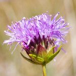 Monardella purpurea Flower