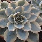 Echeveria desmetiana