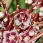 Cuscuta grandiflora Кветка