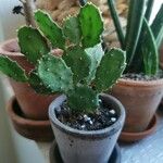 Opuntia maxima Yaprak