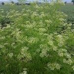 Conium maculatum Habit