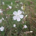 Silene latifoliaFlower