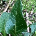 Beta vulgaris Leaf