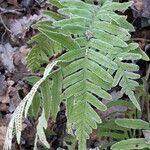 Polypodium cambricum Leaf
