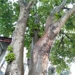 Ficus variegata Habit