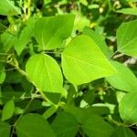 Amphicarpaea bracteata Blatt