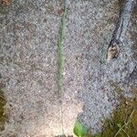 Festuca filiformis Frukto