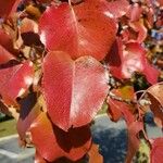 Pyrus calleryana Leaf