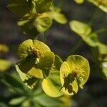 Euphorbia biumbellata 花