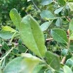 Salix bebbiana Fuelha