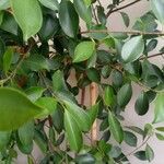 Ficus retusa 葉