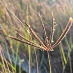 Eustachys paspaloides Flor