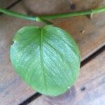 Philodendron hederaceumBlad