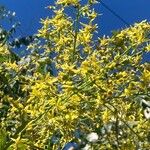 Koelreuteria paniculata Flor
