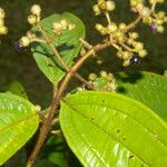 Miconia ibaguensis List